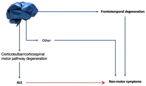 Figure 3 Defining non-motor symptoms in ALS. Non-motor symptoms in ALS can be caused by motor impairment (red line) or neurodegeneration outside the corticobulbar and corticospinal pathways and their lower motor neuron outflows (blue lines). Symptoms secondary to motor degeneration might have a trivial explanation, and our main interest should be focused on the non-motor symptoms arising from an underlying neurodegenerative process affecting areas different from the motor pathway. We therefore define non-motor symptoms as the ones that originate from these non-trivial processes. Among these, frontotemporal degeneration is the best studied, but it is now time to extend our knowledge to other non-motor symptoms.