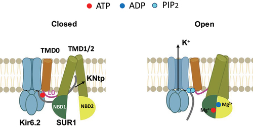 Figure 5. Nucleotide regulation of KATP channels. Cartoon illustrating key structural differences between KATP channels bound to inhibitory ATP in closed conformation (left) and KATP channels in open conformation, with SUR1 NBD1/2 bound to MgATP/MgADP and dimerized (right). The PIP2 binding pocket in the SUR1 NBD-dimerized open conformation would accommodate the binding of two PIP2 molecules at the SUR1-Kir6.2 interface.