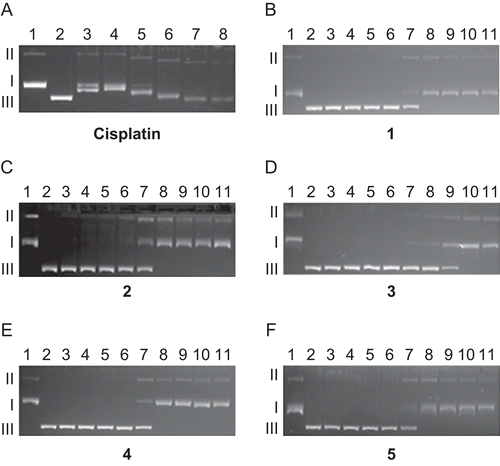 Figure 2.  Electrophoretograms relating to the incubated mixtures of pBR322 plasmid DNA and increasing concentration of cisplatin and 1–5 followed by BamH1 digestion. For both cisplatin and 1–5, lane 1 is untreated and undigested with BamH1, lane 2 is untreated pBR322 plasmid DNA but digested with BamH1. For cisplatin, lane 3: 0.625 µM, lane 4: 1.25 µM, lane 5: 2.5 µM, lane 6: 5 µM, lane 7: 10 µM, lane 8: 20 µM. For 1–5, lane 3: 0.625 µM, lane 4: 1.25 µM, lane 5: 2.5 µM, lane 6: 5 µM, lane 7: 10 µM, lane 8: 20 µM, lane 9: 40 µM, lane 10: 80 µM, lane 11: 160 µM. Roman numerals I, II, and III indicate form I (covalently closed circular), form II (open circular), and form III (linear) plasmids, respectively.