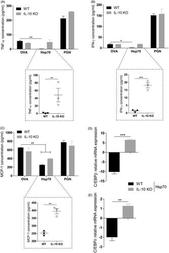 Figure 4. IL-10 is necessary for Hsp70 anti-inflammatory effects. BMDCs from WT or IL-10 KO mice were treated with OVA, Hsp70, PGN or left unstimulated for 24 h. Cytokines in the supernatants were analysed using a CBA mouse inflammation kit: (A) TNF-α, (B) IFN-γ and (C) MCP-1; (D) C/EBPβ and (E) C/EBPδ expression evaluation by qPCR. β-actin was used as a normaliser as described in Materials and methods. *p < 0.05; **p < 0.01; ***p < 0.001. #p < 0.05 and ##p < 0.01 when compared with Hsp70. Experiments were performed two or three times in triplicates.