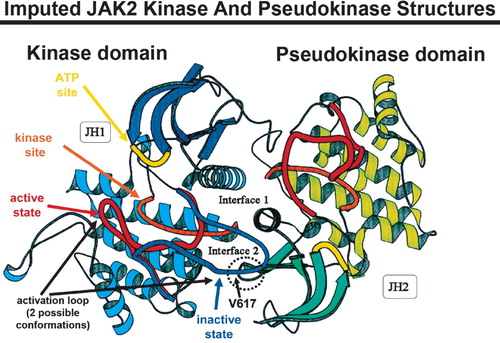 Figure 2. Putative JAK2 structure, based on homology with other tyrosine kinases such as fibroblast growth factor, where the crystal structure has been solved. This ribbon diagram displays the active kinase JH1 domain in blue (left) and the pseudokinase JH2 domain in green (right). The activation loop of JH1 on the left side of the diagram is shown twice, in two possible conformations: active (phosphorylated – red) and inactive (non-phosphorylated – navy blue). The JH1 kinase site is shown in orange, and the adenosine triphosphate (ATP) binding site in yellow. Homologous activation loop and kinase domains (non-functional) are shown on JH2 as well. Site of interaction of JH2 and the activation domain of JH1 is shown encircled, along with the location of Val617. Adapted from Kaushansky [114] (Blood 2005) and the American Society of Hematology, with permission, and from Lindauer [86].