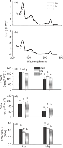 Fig. 8. Absorption spectra for April (A) and May (B), UVAC (C), Chl a content (D) and UVAC:Chl a ratio (E) of Gracilaria lemaneiformis thalli after exposed to the radiation treatments (PAR alone [P], PAR+UV-A [PA] and PAR+UVR [PAB]) in April and May for 9 days, respectively. Different letters show significant (p<0.05) differences among the treatments.
