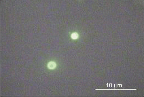 Figure 7.  Epifluorescence microscopy image of the sample A1F recovered from simulated gastrointestinal media.