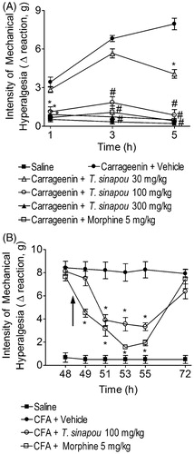 Figure 1. Tephrosia sinapou ethyl acetate extract inhibited carrageenin (pre-treatment) and CFA (post-treatment)-induced mechanical hyperalgesia. Panel A: mice were treated with T. sinapou (30–300 mg/kg, 30 min), morphine (5 mg/kg, i.p. 30 min) or vehicle before the carrageenin injection (100 µg/paw). The intensity of mechanical hyperalgesia was measured 1–5 h after carrageenin injection by the electronic pressure-meter test. Panel B: mice received CFA injection (10 µl/paw) or saline (same volume). After 48 h, mechanical hyperalgesia was determined and at 48.5 h mice were treated with T. sinapou (100 mg/kg, i.p.), morphine (5 mg/kg, i.p.) or vehicle. The intensity of mechanical hyperalgesia was measured 48–72 h after CFA injection by the electronic pressure-meter test. Results are presented as means ± SEM of experiments performed with five mice per group and are representative of two separated experiments. *p < 0.05 compared to the carrageenin (Panel A) or CFA (Panel B) + vehicle group, #p < 0.05 compared to the carrageenin + vehicle group and the dose of 30 mg/kg of extract (one-way ANOVA followed by Tukey’s test).