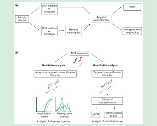 Figure 1. (A) Overview of RNA and DNA analysis using qPCR and next-generation sequencing for small sample sizes. (B) Experimental setup evaluating the properties of targeted preamplification.