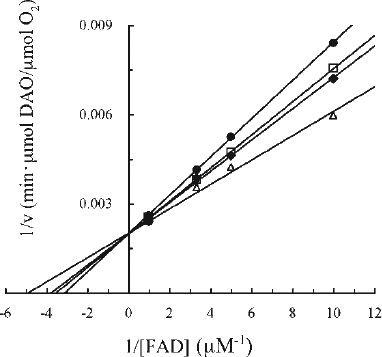 Figure 1.  Kinetic analysis of the effect of CPZ on DAO. The reaction mixtures contained 5 μg of DAO (apoprotein), 50 mM D-alanine, FAD and CPZ as indicated, and 0.1 M sodium pyrophosphate (pH 7.3), in a total volume of 1.8 mL. The final CPZ concentrations were: none (open triangles), 200 μM (filled diamonds), 300 μM (open squares), and 400 μM (filled circles). Assays were carried out at 37°C. The data are representative of three experiments.