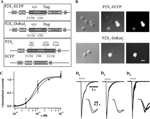 Figure 1.  C-terminal fusion of fluorescent proteins does not change the potency and the TNP-ATP induced inhibition of αβ-meATP mediated P2X3 receptor currents. (A) Recombinant plasmids used for the generation of transformant HEK293 cells. Upper panel: pP2X3-ECFP was constructed by an in-frame fusion of the ECFP gene with the P2X3 gene. The STOP codon and the entire downstream DNA region of the P2X3 gene has been deleted. Middle panel: pP2X3-DsRed2 was generated similarly, fusing the DsRed2 gene with P2X3 retaining the same reading frame. The STOP codon and downstream sequences of the P2X3 gene have also been eliminated in this construct. Lower panel: For the construction of HEK293 cells expressing separate P2X3 and ECFP genes, we used two transfer plasmids, pP2X3 and pECFP-N1. pP2X3 was generated by equipping the full-length P2X3 cDNA sequence with the constitutive human cytomegalovirus immediate early 1 promoter/enhancer, transcription termination and polyadenylation sequences (pa). (B) Micrographs of fluorescent fusion protein bearing HEK293 cells. Depicted are bright field (left panel) and fluorescence (right panel) pictures of P2X3-ECFP (upper part) or P2X3-DsRed2 (lower part) expressing cells. The superimposed images (middle panel) allow us to discriminate between fusion protein expressing and non-transformant HEK293 cells, with the latter serving as a negative control. The fluorescence pictures were taken with a FITC filter combination (B-2A, Nikon) for ECFP, and a TRITC filter combination (Nikon) for DsRed2 constructs. The scale bar represents 20 µm. (C) Unchanged potency of αβ-meATP at P2X3-DsRed2 and P2X3-ECFP receptors. Concentration–response relationships were measured for HEK293 cells expressing wt-P2X3 (circles), P2X3-DsRed2 (squares), and P2X3-ECFP (triangles) constructs. Increasing concentrations of αβ-meATP (1, 3, 10, 30, 100 µM) were applied successively through pressure application. Peak amplitudes of resulting whole cell currents (Vhold= − 80 mV) were normalized to the corresponding 30 µM response, averaged (n=7–10 for each construct), and plotted against the logarithm of agonist concentration. Applications to individual cells were separated by 6 min intervals. Symbols represent mean and SD. EC50 values and Hill coefficients were determined by fitting the data to a Hill equation; the parameters of the three receptor constructs were not different (Table I). (D) Inhibition of αβ-meATP mediated receptor currents by TNP-ATP. Application of TNP-ATP (1 µM, 6 sec pre-application) to wt-P2X3 (D1), P2X3-ECFP (D2), and P2X3-DsRed2 (D3) in HEK293 cells reversibly inhibited receptor currents evoked by αβ-meATP (10 µM, 3 sec) (Vhold= − 80 mV). Typical responses before, during, and after washout of the antagonist are illustrated for each construct. Control currents of the three constructs were scaled to the wt-P2X3 response. Open bars indicate application of the agonist or the agonist/antagonist cocktail, respectively. The insets show control and recovery traces with higher time resolution. After washout, wt-P2X3 responses displayed recovery to 114%, while currents through P2X3-ECFP and P2X3-DsRed2 recovered to 86 and 81%, respectively. Inhibition by TNP-ATP was almost complete in all three cases.