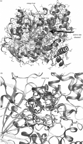 Figure 1 a) AChE crystal structure (1N5M) with highlighted secondary structure elements and active site entrance. Beta sheets are yellow, alpha helical structures are violet and unordered structures are grey. Catalytic triad is represented by bold tubes. b) A detailed view of the AChE active site, which is located under the omega loop. Secondary structures are highlighted and active site residues are represented by bold tubes. The numbering used is valid for human and mouse structures of AChE. (Please see colour online)