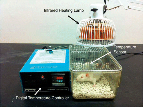 Figure 1. Photograph illustrating the experimental set-up used in infrared heat application. The infrared heating device, TDP CQ-27 (Lhasa OMS, Weymouth, MA), was utilised as a heat source. The infrared heat lamp is placed above an open-filtered mouse cage, and temperature is maintained by adjusting the proximity of the lamp to the chamber. Temperature is monitored and kept between 36–40°C by a digital temperature controller (Harvard Bioscience, Holliston, MA), with the sensor placed inside the heating chamber, as labelled.