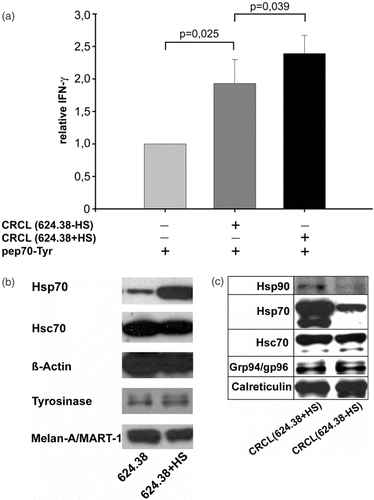 Figure 2. CRCL enhance cross-presentation of exogenous peptides, with heat-induced CRCL showing superior activity. (a) CRCL from heat-treated 624.38-MEL or melanoma cells cultured at 37°C (CRCL(624.38 + HS) or CRCL(624.38-HS) respectively) (90 µg/ml) were mixed with the hybrid peptide pep70-Tyr (10 µM) and incubated for 2 h at RT. 1.5 × 104 DC were added for 1 h at 37°C/5% CO2 followed by the addition of 4 × 103 TyrF8 CTL. After 24 h IFN-γ in the supernatants was determined by ELISA. DC/CTL co-cultures with pep70-Tyr alone, with CRCL alone and without pep70-Tyr/CRCL served as controls. The relative IFN-γ production was calculated using IFN-γ of DC/CTL co-cultures with pep70-Tyr alone as reference value Citation[16]. Bars are the mean ± SD of three different experiments each performed in triplicate values. All cultures containing CRCL resulted in significantly higher CTL stimulation compared to controls with peptide alone (all p-values ≤0.05). (b) Chaperone and antigen levels of melanoma cells after heat treatment. 624.38-MEL cells were treated with sublethal heat shock (HS) (41.8°C for 2h) and allowed to recover for 20 h. Viable cells were harvested and analysed by Western blot for Hsp70, Hsc70, tyrosinase and Melan-1/MART-1. ß-actin served as loading control. (c) Chaperone content of CRCL derived from heat-treated melanoma cells. Equal amounts (10 µg) of CRCL(624.38 + HS) or CRCL(624.38 − HS) were analysed for Hsp90, Hsp70, Hsc70, Grp94/gp96 and calreticulin.