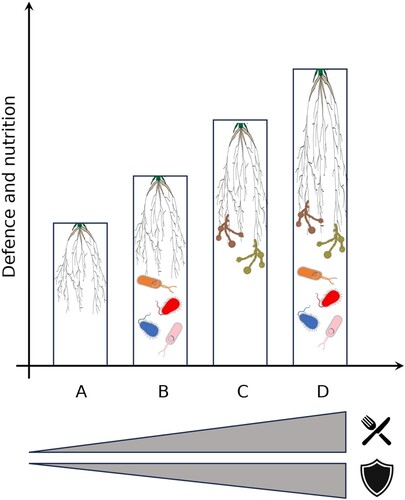 Figure 2. Conceptual diagram of the hidden soil interactome and its consequences for plant nutrition (Display full size) and defense (Display full size). A: plant alone, B: plant + Plant Growth Promoting Rhizobacteria, C: plant + Arbuscular Mycorrhizal Fungi, D: plant + Plant Growth Promoting Rhizobacteria + Arbuscular Mycorrhizal Fungi.
