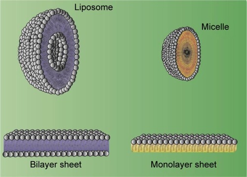 Figure 3 Structure of liposomes.