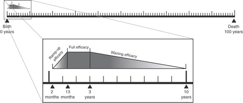 Figure 2.  Modelled age compartments and vaccine efficacy periods. Reproduced from De Wals et al.Citation47.