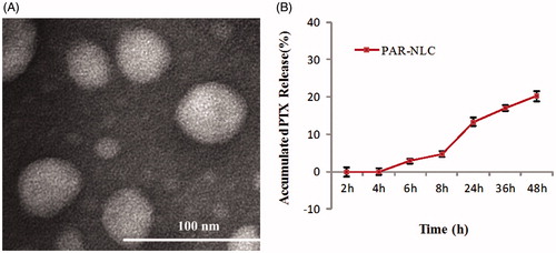 Figure 4. Morphology and in vitro drug release of PAR-NLC. (A) TEM image of PAR-NLC, the scale bar is 100 nm. (B) In vitro drug release of PAR-NLC, the result was presented as mean ± standard deviation (n = 3).