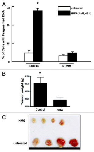 Figure 2. Suppression of PKC perturbed the growth of ST8814 cells in vitro and in vivo. (A) After the treatment with HMG (1.0 μM) for 48 h, DNA fragmentation assay was performed. The error bars are SD over 5 independent experiments (n = 5, * P < 0.05). (B) ST8814 cells were inoculated subcutaneously into the nude mice (4 mice per group). HMG was injected peritoneally right after the inoculation and subsequently administrated every 4 d. Thirty-two days later, the isolated tumors were weighted and data were plotted. The error bars represent SD (n = 4, *P values < 0.05). (C) The photo of the tumors isolated from untreated or HMG treated mice.