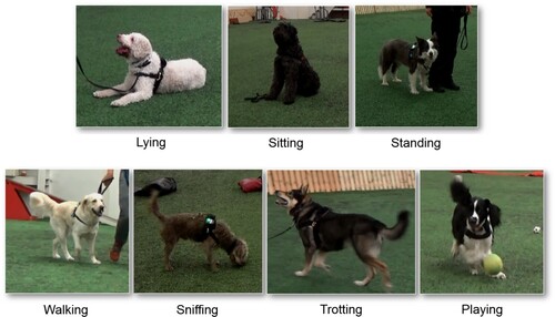 Figure 1. Examples of the seven tasks that dogs performed during the experiment.