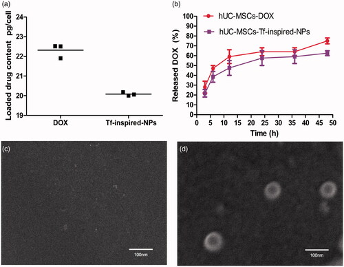 Figure 4. Drug loading (a) and in vitro release (b) of doxorubicin from hUC-MSCs-DOX and hUC-MSCs-Tf-inspired-NPs. SEM images of the supernatant of hUC-MSCs-DOX (c) and hUC-MSCs-Tf-inspired-NPs (d) post 6 h culturing. Data was expressed as mean ± standard deviation (n = 3), *p < .05.