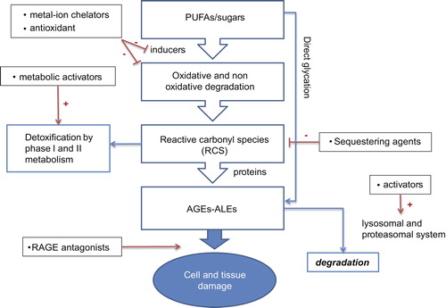 Figure 2. Molecular intervention strategies to inhibit and degrade AGEs and ALEs.