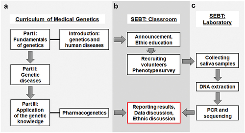 Figure 1. Diagram of Student Experience-Based Teaching (SEBT). (A) A framework of MG curriculum, which includes 3 teaching parts. SEBT was initiated at Part I and a classroom discussion using SEBT data was carried out at pharmacogenetics unit of Part III. (B, C) Contents of SEBT. The classroom part (B) includes the announcement of SEBT, ethics education, recruitment of volunteers and their phenotype survey, as well as classroom discussion of phenotype and genotype data and related ethics questions. The laboratory part (C) includes sampling, DNA extraction, and PCR-seq experiments of SEBT, which were performed by teaching staff members. The LBT class followed the whole process of this curriculum shown in (A). The SEBT class also accepted the curriculum but were involved in SEBT shown in (B and C). In the pharmacogenetic unit, the SEBT class was given lectures on genetic polymorphism of ADH/ALDH and alcohol tolerance, and discussed genotype and phenotype data from their own samples.