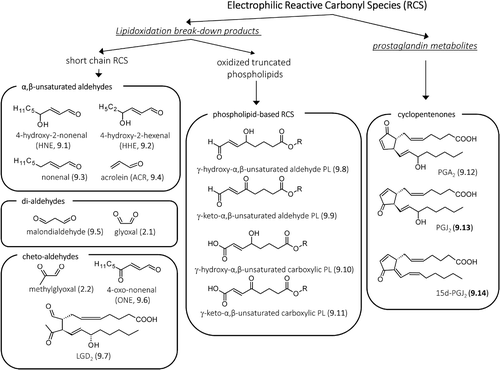 Figure 9. Structures of the most reactive carbonyl species arising from lipidoxidation break-down and prostaglandin metabolism.