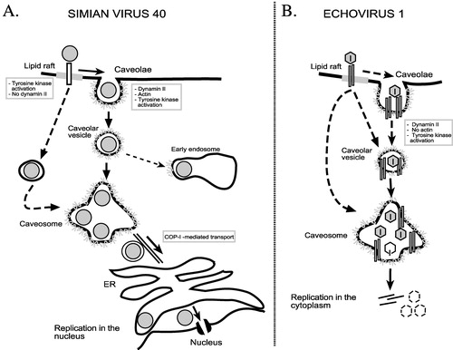 Figure 2 Endocytosis of simian virus 40 and echovirus 1 to the caveosomes.A. Simian virus 40 is endocytosed into caveosomes via caveolae and caveolar vesicles. In some cell types the virus can enter the caveosomes directly from lipid rafts in non‐coated vesicles. Some of internalized SV40 particles can also be found in the endosomes. B. Echovirus 1 is internalized together with its receptor, α2β1 integrin, into caveosomes via cell surface caveolae or by an alternative pathway, which may originate from lipid rafts and does not involve clathrin‐coated pits. EV1 may remain in caveosomes prior to initiation of replication.