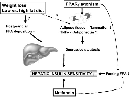 Figure 8 Regulators of liver fat content in humans. Liver fat content can be decreased by weight loss, and by lowering of dietary fat content and PPARγ agonism. While the exact mechanisms underlying the beneficial effects of weight loss and dietary fat content on liver fat are uncertain, at least one of the mechanisms via which PPARγ agonists could reduce hepatic fat content is by increasing adiponectin expression in adipose tissue. Metformin appears to increase hepatic insulin sensitivity without changing liver fat content.
