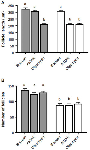 Figure 2 Effect of AMPK activators on follicle growth in adult Georgecraigius atropalpus.