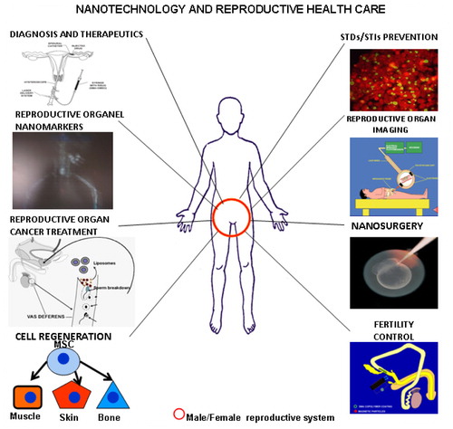 Fig. 6 A diagram depicting major possible roles of nano-biotechnology in reproductive healthcare.