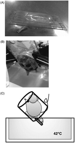 Figure 1. Schema of LH in this study. (A) Acrylic capsule into which the mouse is placed after anesthesia. The tumor-bearing legs were fixed to a plastic pole that was attached to the capsule. (B) local hyperthermia (LH) was performed by immersing the tumor-bearing leg in a constant-temperature circulating water bath at 42 °C for 60 min. (C) Schematic diagram of LH.