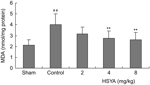 Figure 3.  Effect of HSYA on MDA content in heart tissues of acute myocardial ischemic rats. Data are means ± SD of 8 rats, except 6 rats in sham group. ##p <0.01 versus sham group; **p <0.01 versus control group.