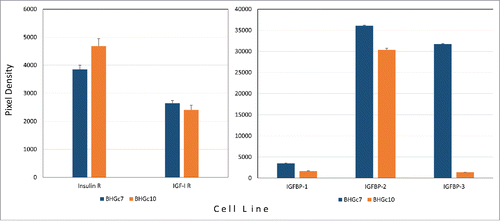Figure 5. Expression of insulin/IGF growth circuit components by SCLC CTCs. Expression of insulin- and IGF1-receptors (A) as well as IGF binding proteins (B) by BHGc7 and BHGc10 as determined by Western blot arrays are shown as mean values ± SD. The two CTC cell lines as well as SCLC26A and NCI-H526 showed significantly higher expression of E-cadherin compared to the other cell lines.