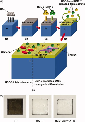 Figure 2. Preparation and structure of the bifunctional titanium alloy HBD + BMP/HA-Ti. (A) Schematic of the preparation procedure of HBD + BMP/HA-Ti. S1,S2: the Ti substrate was modified using preformed HA particles (HA) to form a poriferous nano-HA coating. S3: adsorption of antimicrobial HBD-3 and BMP-2. S4: slow combined release of HBD-3 and BMP-2; bifunctionality of HBD + BMP/HA-Ti, including antimicrobial activity and induction of osteogenic differentiation. (B) Appearance of the Ti, HA-Ti, and HBD + BMP/HA-Ti materials.