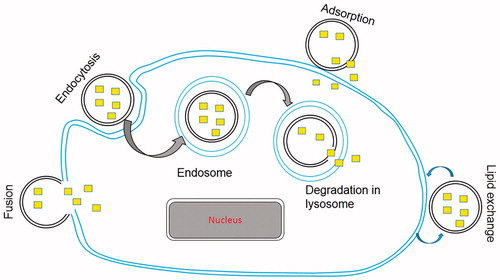 Figure 3. Schematic representation of various mechanism of intracellular drug delivery by liposomes. Small squares indicate entrapped drug in liposome.