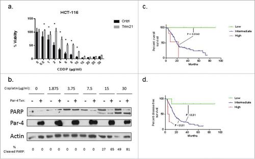 Figure 8. TRIM21 is a potential therapeutic target in colon and pancreatic cancer. (a) HCT-116 cells were either transfected with a plasmid encoding TRIM21 or control plasmid for 48 hrs, and then treated with increasing doses of cisplatin for 24 hrs, and viability was assessed by MTT assay. Viability is plotted as a percentage of control samples. Asterisks indicate statistically significant differences in viability between TRIM21 and control transfected cells. (b) Panc-1 cells were either transfected with a plasmid encoding Par-4 or control plasmid for 48 hrs, and then treated with increasing doses of cisplatin. Cisplatin doses are shown in units of μg/ml. Levels of PARP and Par-4 levels were examined by Western blotting. Percentage of cleaved PARP, as determined by densitometric analysis, is shown below the blots. Kaplan-Meier survival curves showing overall survival, Fig. 8c, and progression-free survival, Fig. 8d, of a cohort of pancreatic cancer patients stratified by TRIM21 mRNA expression levels. Data was obtained.