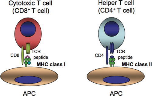 Figure 1. CD8+ T cells and CD4+ T cells recognise peptides in the context of MHC class I and MHC class II molecules, respectively. TCR, T cell antigen receptor; APC, antigen presenting cell.
