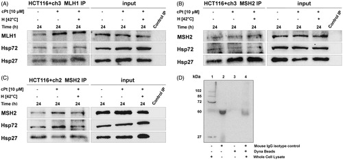 Figure 4. MLH1 and MSH2 interact with Hsp27 and Hsp72 in HCT116 + ch3 and HCT116 + ch2 cells. MLH1 (A) and MSH2 (B) were immunoprecipitated from MMR+ cell extracts treated with cPt or H+cPt and analysed by immunoblotting for co-precipitation with Hsp27 and Hsp72. (C) MSH2 immunoprecipitates from MMR- cells exposed to cPt and H+cPt. (D) Negative controls included whole cell lysate 20 µg (lane 1), mouse monoclonal IgG isotype control (lane 2), unconjugated Dynabeads (lane 3), incubation of whole cell extract with isotype IgG/Dynabeads complexes (lane 4). Input, total protein from cell lysates; Control IP, control mouse IgG.