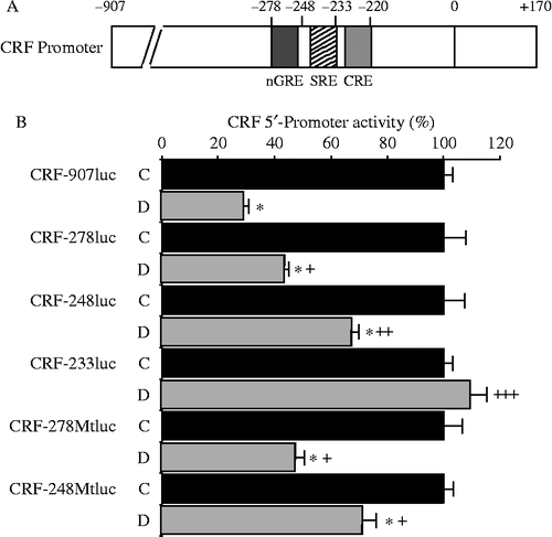 Figure 6.  Effects of nGRE or SRE deletion on the dexamethasone suppression of CRF 5′-promoter activity in 4B cells. (A) Schematic representation of nGRE or SRE in the CRF promoter. (B) Cells transfected with a full-length (CRF-907luc), deleted (CRF-233luc, CRF-248luc, or CRF-278luc), or mutant (CRF-278Mtluc or CRF-248Mtluc) promoter construct, were pre-incubated for 30 min with the medium containing dexamethasone (Dex, 100 nM) or vehicle (C), then incubated for 2 h with the medium containing 10 μM forskolin. Data are presented as relative activity; luciferase activity in response to forskolin alone (C) was set at 100% in all transfected cells; *P < 0.05 (compared with forskolin alone [C] in all transfected cells), +P < 0.05 (compared with Dex in CRF-907luc), ++P < 0.05 (compared with Dex in CRF-907luc and CRF-278luc), and +++P < 0.05 (compared with Dex in CRF-907luc, CRF-278luc, and CRF-248luc). [Reproduced with permission from Kageyama et al. (Citation2008). Copyright © Editrice Kurtis srl.]