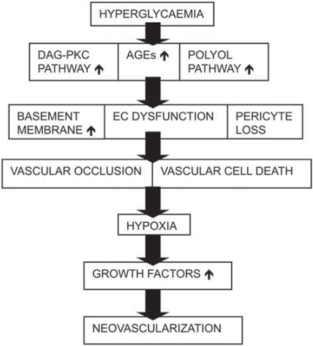 Figure 4. Consequences of hyperglycaemia.