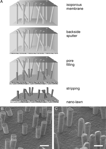 Figure 1.  Sub-micron metal rod decorated surfaces; i.e., nanolawn. (A) Production of nano-lawn on isoporous track-etched polymer template. Polymer membranes are coated by gold-sputtering. This layer is enhanced in a platinum or gold plating bath. Polymer pores get filled by cathodic deposition. Polymer template gets removed. Depending on metal plating conditions, multicrystalline pillars with different grain size can be produced. (B) Platinum nano-lawn. (C) Gold nano-lawn. Scale bars of SEM images in B and C represent 1 µm.