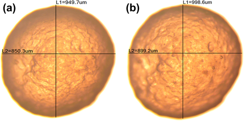 Figure 1. Optical microscopy of islet containing (a) LVSA-PLO microcapsule and (b) LVSA-PLO-UDCA microcapsule. L1 represents the vertical diameter and L2 the horizontal diameter.