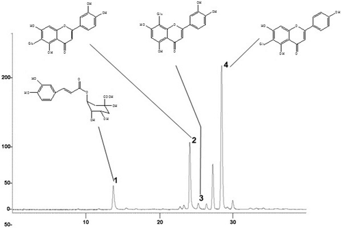 Figure 4.  HPLC chromatogram of crude hydroethanol extract (RCE40) from C. glaziovii leaves, with respectively UV-spectra (340 nm) of identified compounds: 1. Chlorogenic acid, 2. Isoorientin, 3. Orientinand 4. Isovitexin. For chromatographic conditions, see Material and methods section.