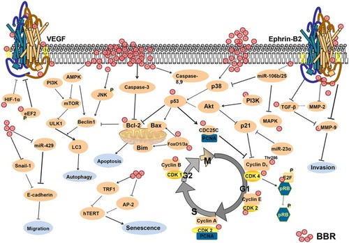 Figure 1 The anti-cancer mechanisms of berberine.