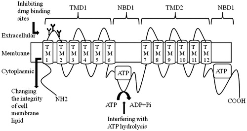 Figure 1. Predicted secondary structure of P-gp and different mechanisms of P-gp inhibition. TMD – transmembrane domain; TM – membrane spanning; NBD – nucleotide binding domains; the ATP sites are rectangles; the three black lines represent glycosylation sites.