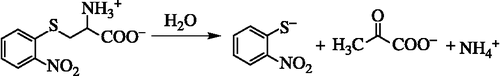 Scheme 2.  The α,β-elimination reaction of SOPC results in the production of o-nitrothiophenolate, pyruvate and ammonia.
