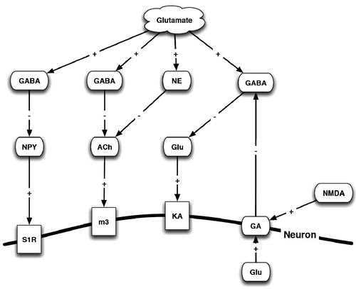 Figure 7. Interaction of glutamate, neurotransmitters and the σR. NMDA – N-methyl-d-aspartate receptor; NE – norepinephrine; NPY – neuropeptide Y; ACh – acetylcholine; M3 – rat muscarinic acetyl choline receptor; GABA – γ-aminobutyric acid; GA – Ga-binding protein α-chain; Ka – kainate; Glu – glutamate; S1R – σ1R.