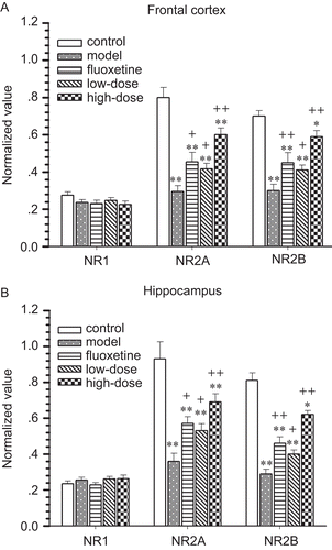 Figure 4.  Expression of NMDA receptor subunits in crude membranes isolated from rat frontal cortex (A) and hippocampus (B) after administration of GMDZ decoction. Western blots were used to analyze the expression of NMDA receptor subunits. The relative expression values were normalized with β-actin value. Data are presented as mean ± SEM; +p <0.05; ++p<0.01 compared with UCMS group;*p <0.05; **p <0.01 compared with the vehicle-treated control.