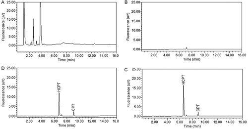 Figure 2.  Representative chromatograms of: (A) a blank mouse liver tissue homogenate sample without the first LLE step; (B) a blank mouse liver tissue homogenate sample using the two-step LLE; (C) a blank mouse liver tissue homogenate spiked with HCPT (20 ng/mL) and I.S. (CPT 200 ng/mL); (D) a mouse liver tissue homogenate sample at 4 h after oral administration of HCPT at a dose of 80 mg/kg and spiked with I.S. (CPT 200 ng/mL).
