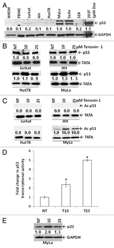 Figure 4. Tenovin-1 enhances p53 pathway signaling in wtp53 MyLa cells. (A) Immunoblot shows baseline expression levels of p53 using antibody (FL393) that detects full-length p53 of human origin. Densitometric analysis of protein bands was performed relative to GAPDH loading control. (B) Immunoblot using another antibody (7F5; 2527) specific for the N terminus of p53 shows that p53 is upregulated only in the cell line bearing wtp53 (MyLa). (C) Tenovin-1 treatment upregulates activated (acetylated) p53 expression only in wtp53 MyLa nuclear lysates. Densitometric analysis of protein bands was performed relative to TATA-binding protein (TATA) loading control. (D) Tenovin-1 treatment upregulates p53 promoter activity in wtp53 MyLa cells. Data represented as mean ± standard deviation of 3 experiments (6 replicates per experiment) with similar results (*P < 0.05). (E) Immunoblot shows that the upregulated p53 in MyLa cells is associated with upregulation of p21, a downstream target of p53. Densitometric analysis of protein bands was performed relative to GAPDH loading control.