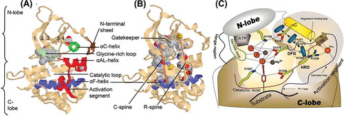 Figure 3. Structure of human ALK. The left structure (A) represents a dormant enzyme, with in the N-lobe the β-strands labelled at 1-5. Beneath the glycine rich-loop a space-filling model of staurosporine (a general protein kinase inhibitor) is shown, which occupies the ATP binding site. In the middle structure (B) the C- spine and R-spine denote the residues that constitute the catalytic and regulatory spines. The ALK gatekeeper Leu1196 contacts both spines. In this gate-keeper the Met side group of the L1196M mutation can still interact with the Cl moiety of ceritinib but not with the 2-amino group and the alkoxy moiety of crizotinib because of steric interference. The right structure (C) shows the interactions between the human ALK catalytic core residues, ATP and the protein substrate. The G1269M mutation is just proximal of D1270 in the activation DFG motif; steric hindrance of phenyl ring of crizotinib leads to resistance, but can still be inhibited by ceritinib. Reproduced with permission from Roskosky.[Citation6]