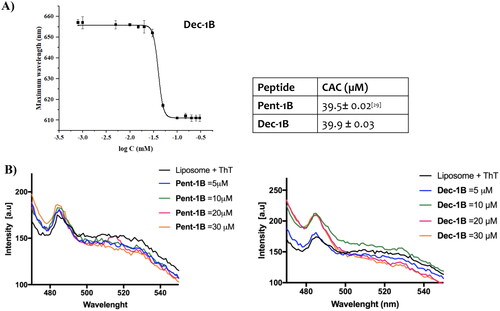 Figure 3. Panel A reports the CAC of the peptide Dec-1B, while the CAC of Pent-1B was already calculated previouslyCitation29. The CAC was obtained plotting wavelength corresponding to the maximum fluorescence emission of Nile red as a function of the concentration of peptide. Panel B reports the peptide aggregation monitored by ThT fluorescence at different peptide concentrations of 5, 10, 20, and 30 µM.